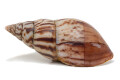 Achatina schweinfurthi semifusca Congo adult
